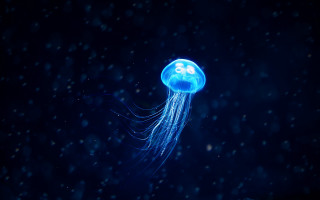 Jellyfish floating night snow number - its head free wallpaper