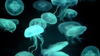Jellyfish swimming water night time - bioluminescence free wallpaper