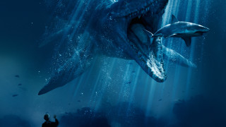 Man taking picture shark water - a camera free wallpaper