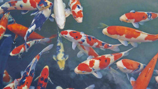 Fish swimming pond water sky - a pointillism painting free wallpaper