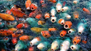 Fish swimming together water camera - carpoforo tencalla free wallpaper for desktop