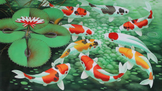 Pond koi fish lily pad - chen hong free wallpaper