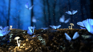 Blue butterflies forest mushrooms rock - over a forest free wallpaper