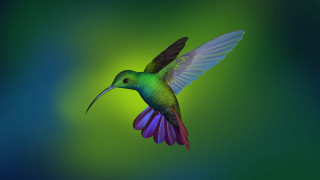 Colorful bird flying wings spread 3 - its beak open free wallpaper