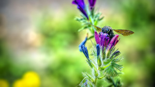 Bee flower field macro bokeh - a bee free wallpaper
