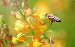 Bee flower yellow background macro - the background and a blurry background of grass free wallpaper for desktop