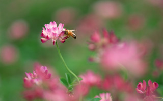 Bee pink flower field green - the background and a blurry background free wallpaper