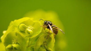 Bee flower green background macro - a blurry image of a flower free wallpaper