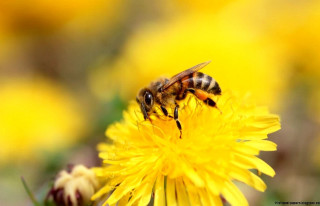 Bee dandelion yellow flowers sun - a bee free wallpaper
