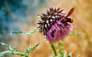 Bee flower sitting sun nature - a blurry background of grass free wallpaper