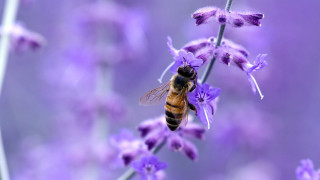 Bee purple flower background blurry - a bee free wallpaper