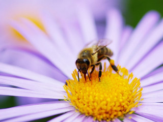 Bee purple flower yellow pollen - a yellow center free wallpaper