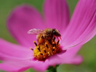 Bee pink flower green background 2 - a green background and a blurry background behind free wallpaper