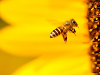 Bee flying yellow flower blurry - bourgeoi free wallpaper