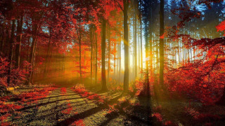 Forest trees leaves sunlight trail - the sunlight free wallpaper