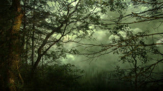 Dark green forest trees clouds - tonalism free wallpaper