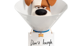 Dog dont laugh sign funny - dan content free wallpaper for desktop