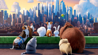 Secret life pets city rooftop - the movie free wallpaper