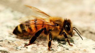 Bee sitting rock head turned - its head free wallpaper