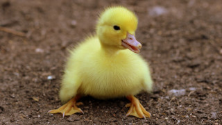 Small yellow duckling sitting dirt - sitting free wallpaper