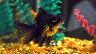 Fish swimming water rocks plants 2 - lostfish free wallpaper for desktop