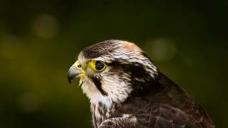Bird prey yellow eye green - a yellow eye free wallpaper