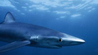 Large shark swimming ocean camera 2 - colin moss free wallpaper
