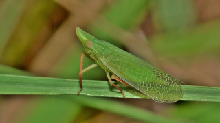 Green insect plant stem macro - cricorps grégoire free wallpaper for desktop