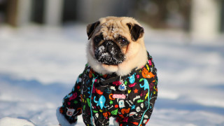 Small dog colorful jacket snow - a leash free wallpaper for desktop