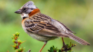 Bird branch macro wildlife green - massurrealism free wallpaper