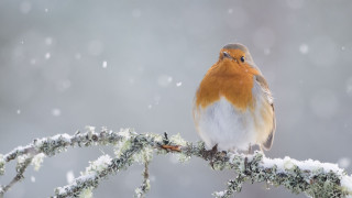 Bird sitting branch snow falling - colin gill free wallpaper for desktop