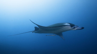 Large fish long nose underwater - a long nose free wallpaper