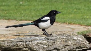 Black white bird rock park - grass free wallpaper