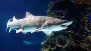 Large white shark aquarium fish - other fish free wallpaper