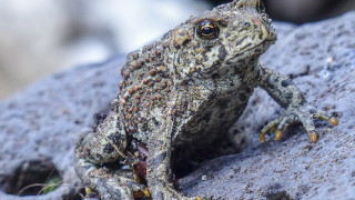 Frog sitting rock bug mouth - a frog free wallpaper