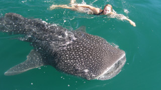 Woman swimming whale ocean man 2 - aquirax uno free wallpaper