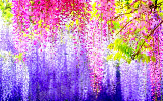 Purple flowers hanging tree branch 3 - the sunlight free wallpaper