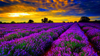 Lavender field sunset clouds sky 2 - a field of lavender free wallpaper