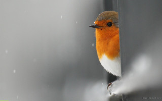 Small bird standing on ledge - a small bird free wallpaper