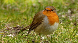 Small bird grass sunlight daytime - massurrealism free wallpaper