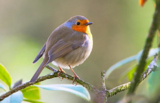 Small bird perched branch tree 6 - christopher williams free wallpaper for desktop