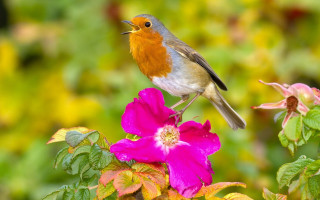 Bird pink flower green bush - a green bush free wallpaper
