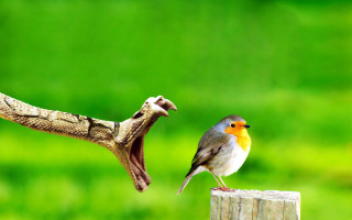 Bird perched wooden post lizard - daarken free wallpaper