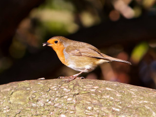 Small bird perched branch sun 2 - colin moss free wallpaper