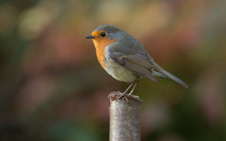 Small bird wooden pole forest - christopher williams free wallpaper for desktop