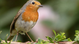 Small bird branch tree leaves - beatrix potter free wallpaper