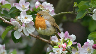 Bird branch flowers nature macro - the background and a blurry background of leaves free wallpaper for desktop