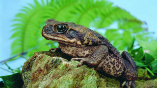 Frog sitting rock garden green - female free wallpaper