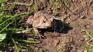 Frog sitting dirt grass sunlight - the sun light free wallpaper for desktop