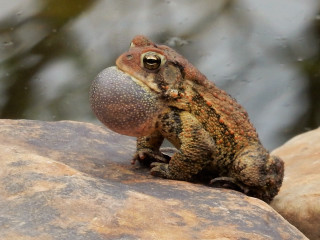 Frog sitting rock eyes open - a frog free wallpaper
